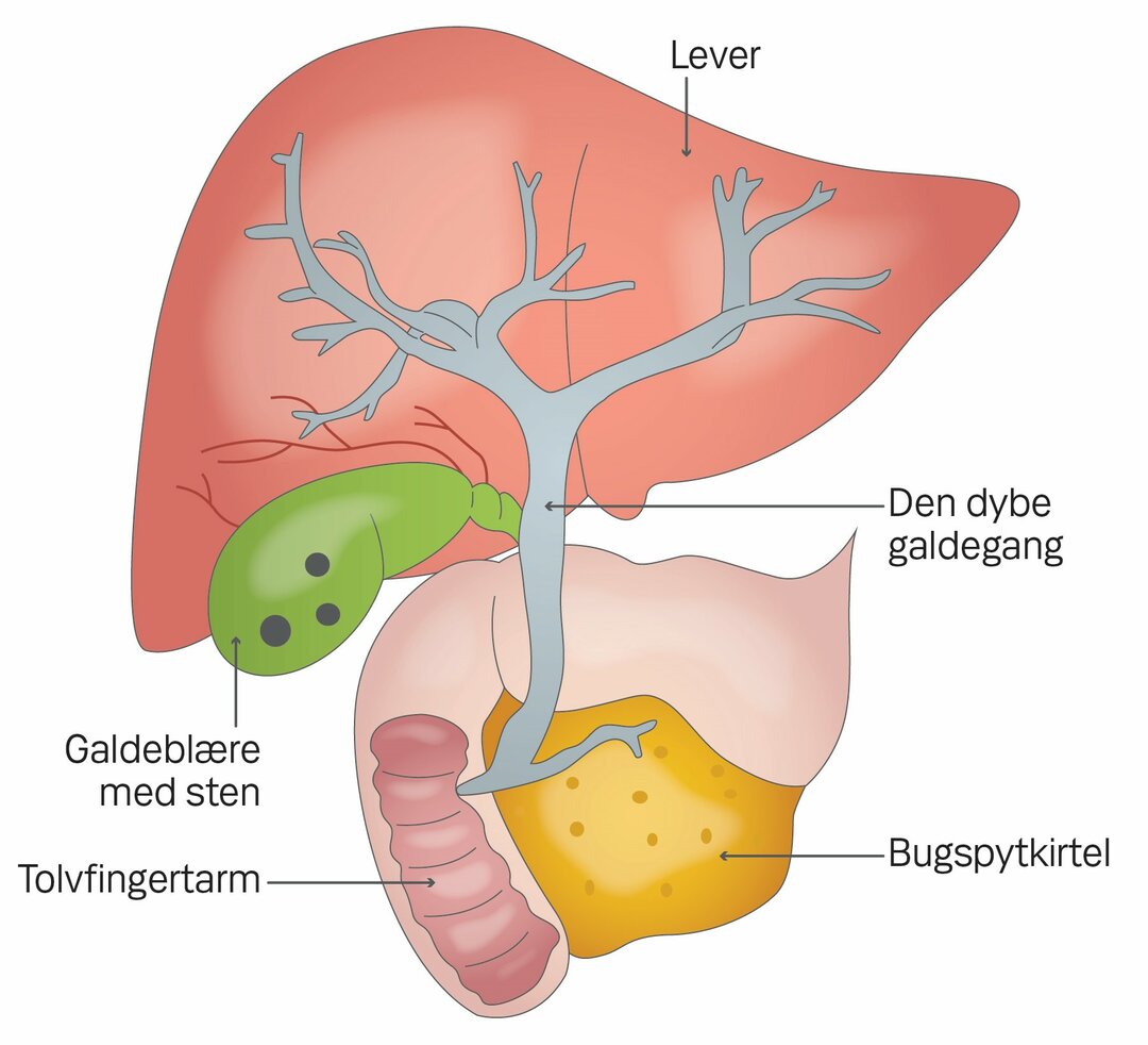 Illustration af galdeblære og galdegang