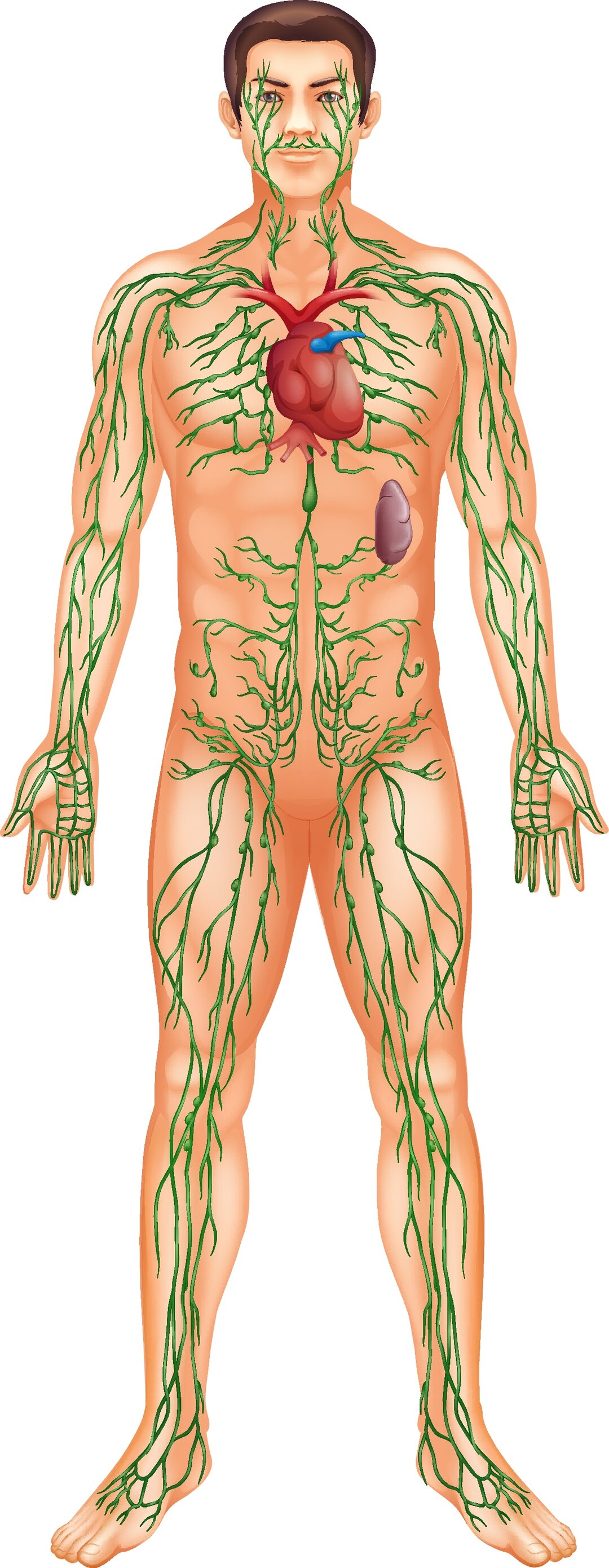 Figur, der viser lymfesystemet i kroppen