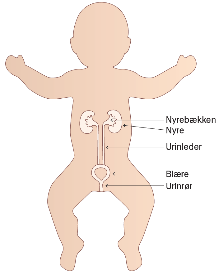 Illustration af placering af nyrebækken, nyre, urinleder, blære og urinrør hos fosteret