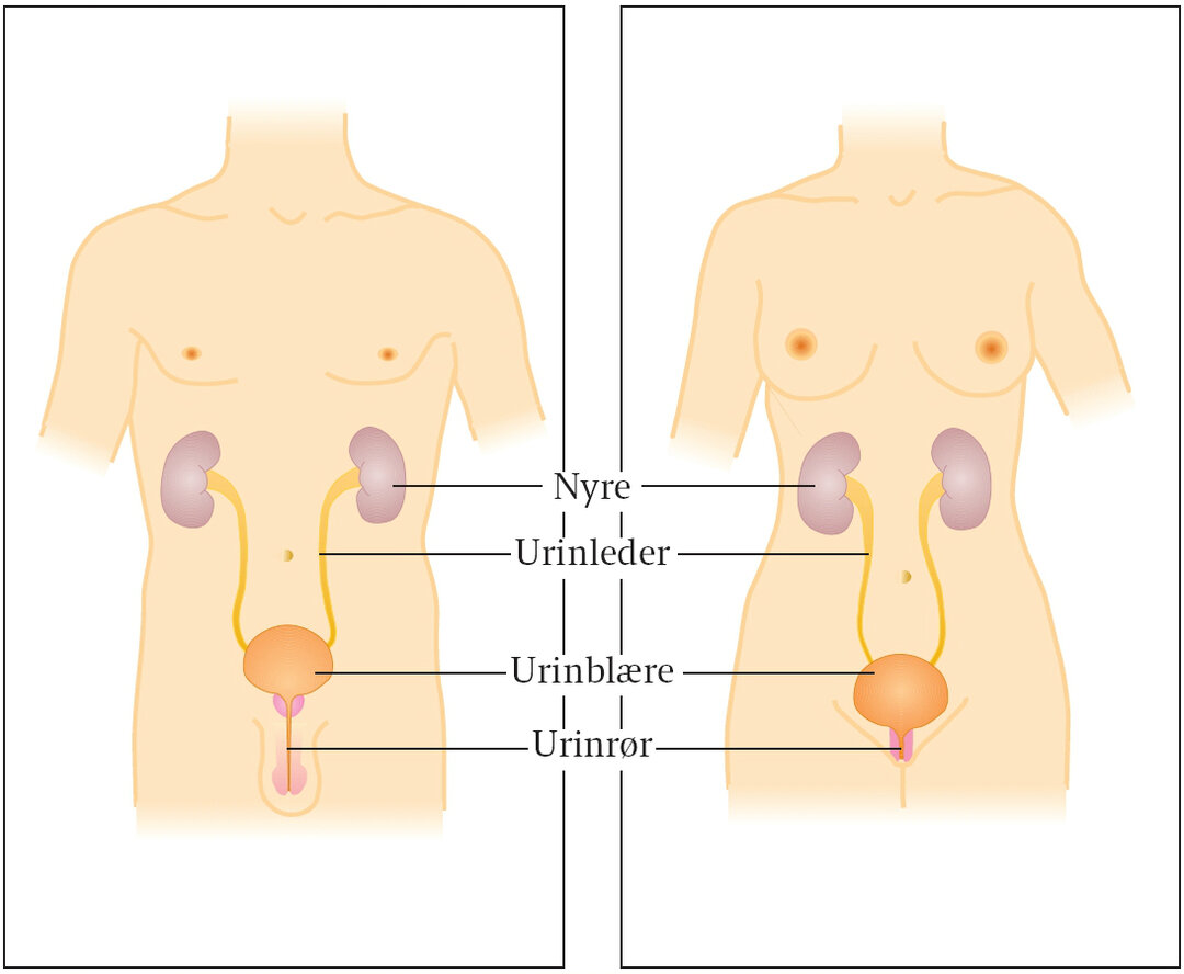 En illustration af en kvindekrop og en mandekrop, hvorpå nyre, urinleder, urinblære og urinrør er markeret.