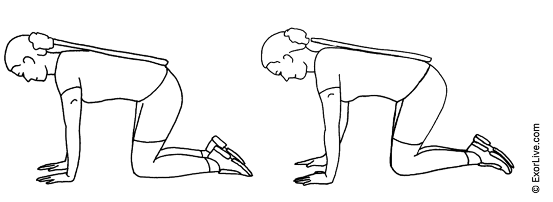 Illustration af en person på alle fire, der laver diagonalhæv med stang på ryggen. 