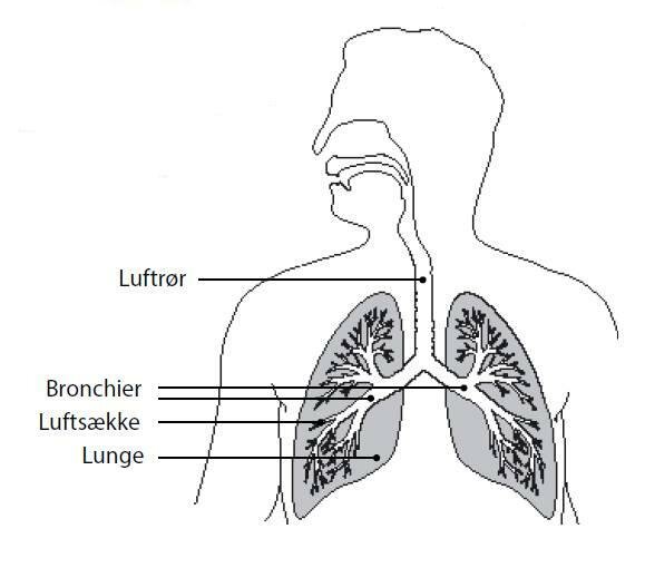 En illustration af lungerne.