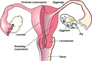 Illustrationen viser livmoderen ligger over skeden og æggelederne ligger i forlængelse af livmoderen, med æggestokkene for enden af lederne.