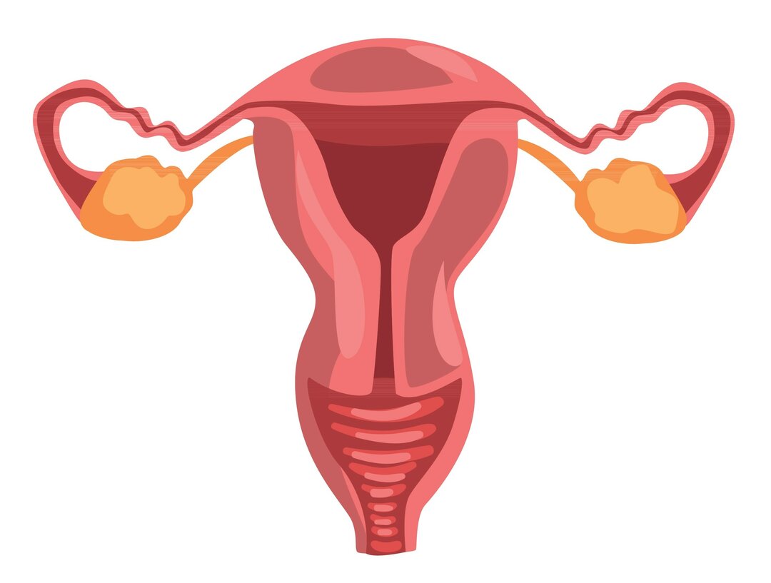 Tegningen viser livmoder, æggestokke, æggeledere og skede.