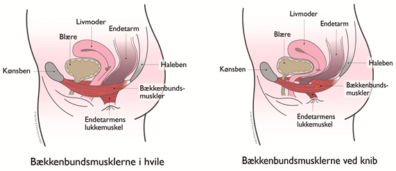 Tegningen viser forskellen ved bækkenbundsmusklerne i knib og hvile