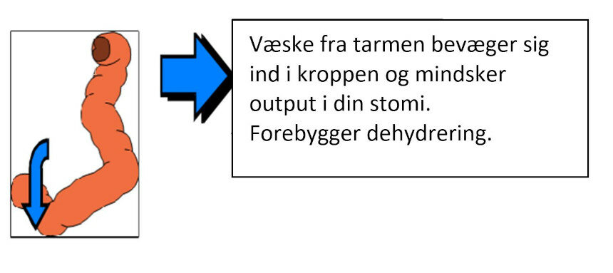 Figur, som viser hvilken effekt væske med et højt indhold af salt har på tarmen