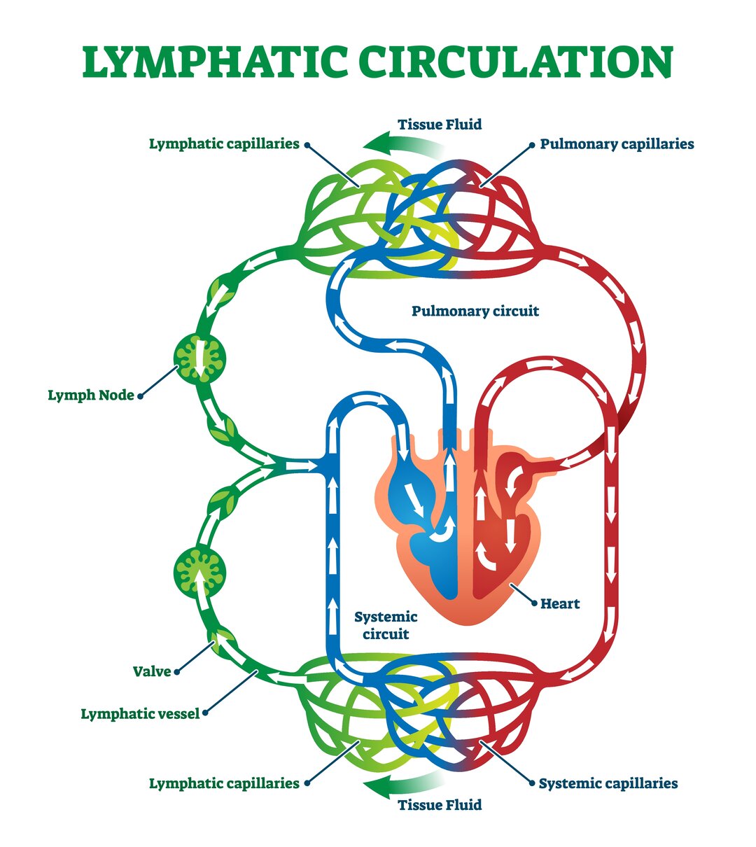 Figur over lymfekapilærerne