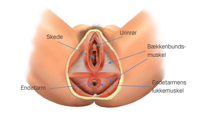 Muscles in the pelvic floor