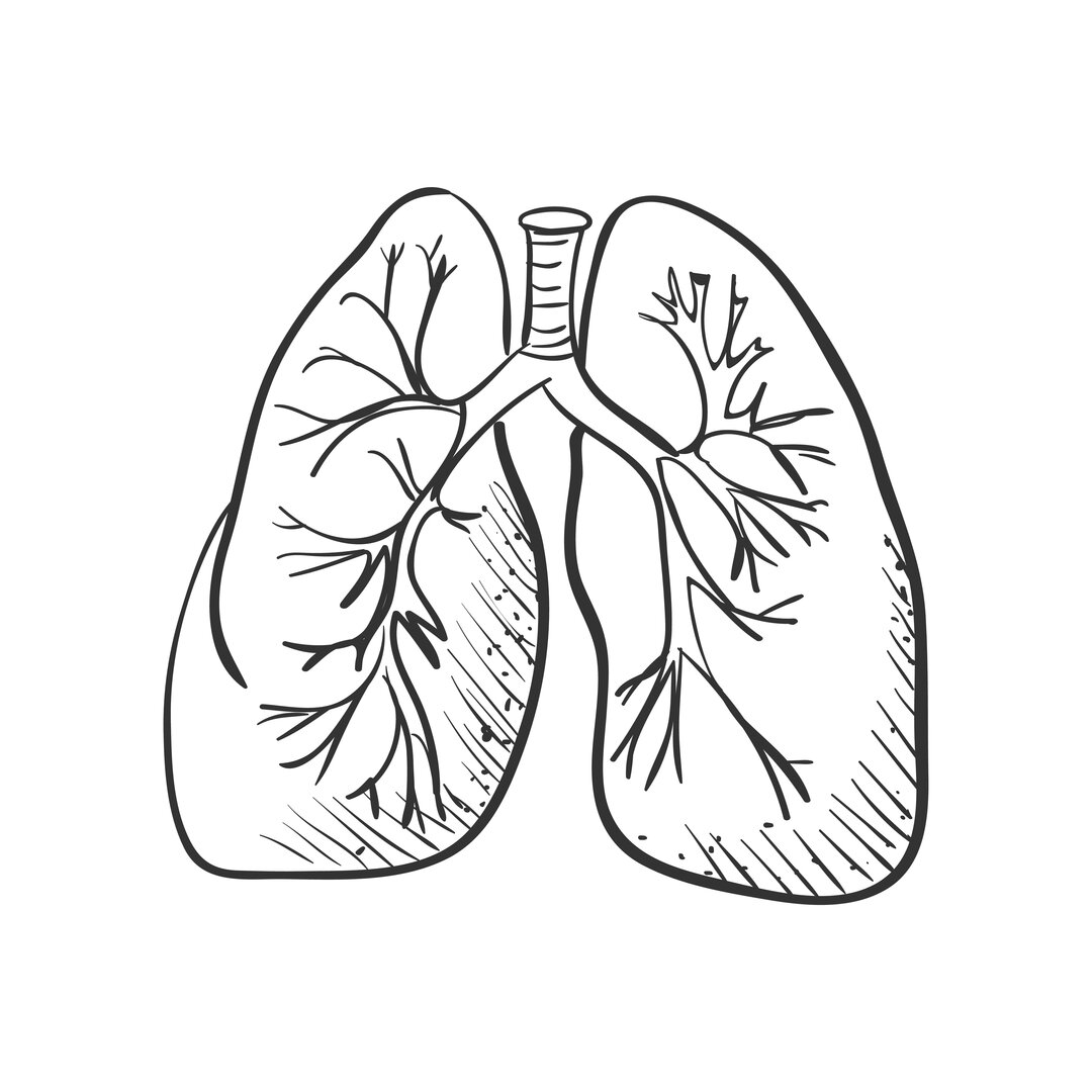 Illustrationen viser et sæt lunger.