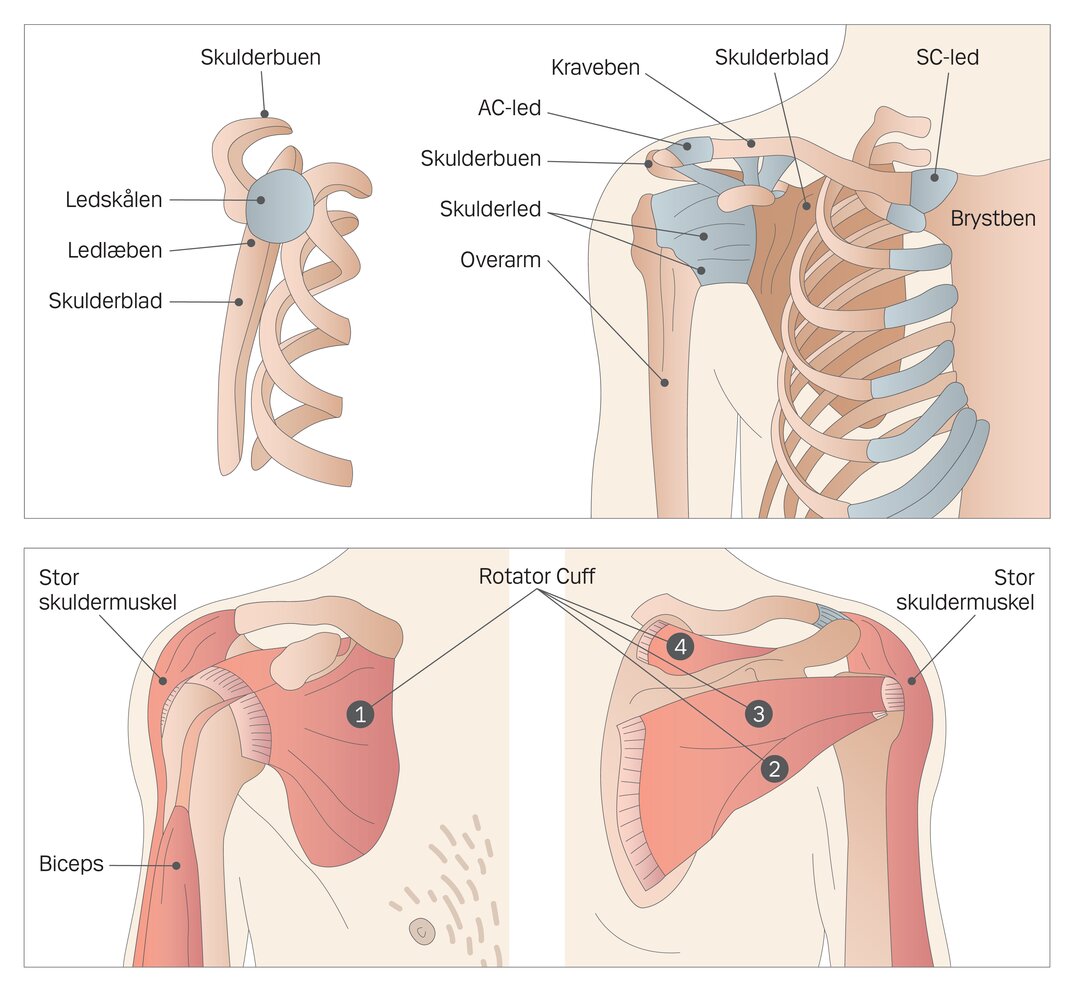 Illustration af skulderen muskler og knogler