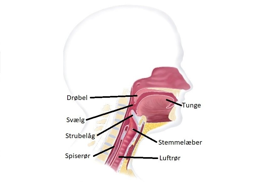 Billeder viser hals og mund før operation. Her er der drøbel, svælg, strubelåg, spiserør, tunge, stemmelæber og luftrør
