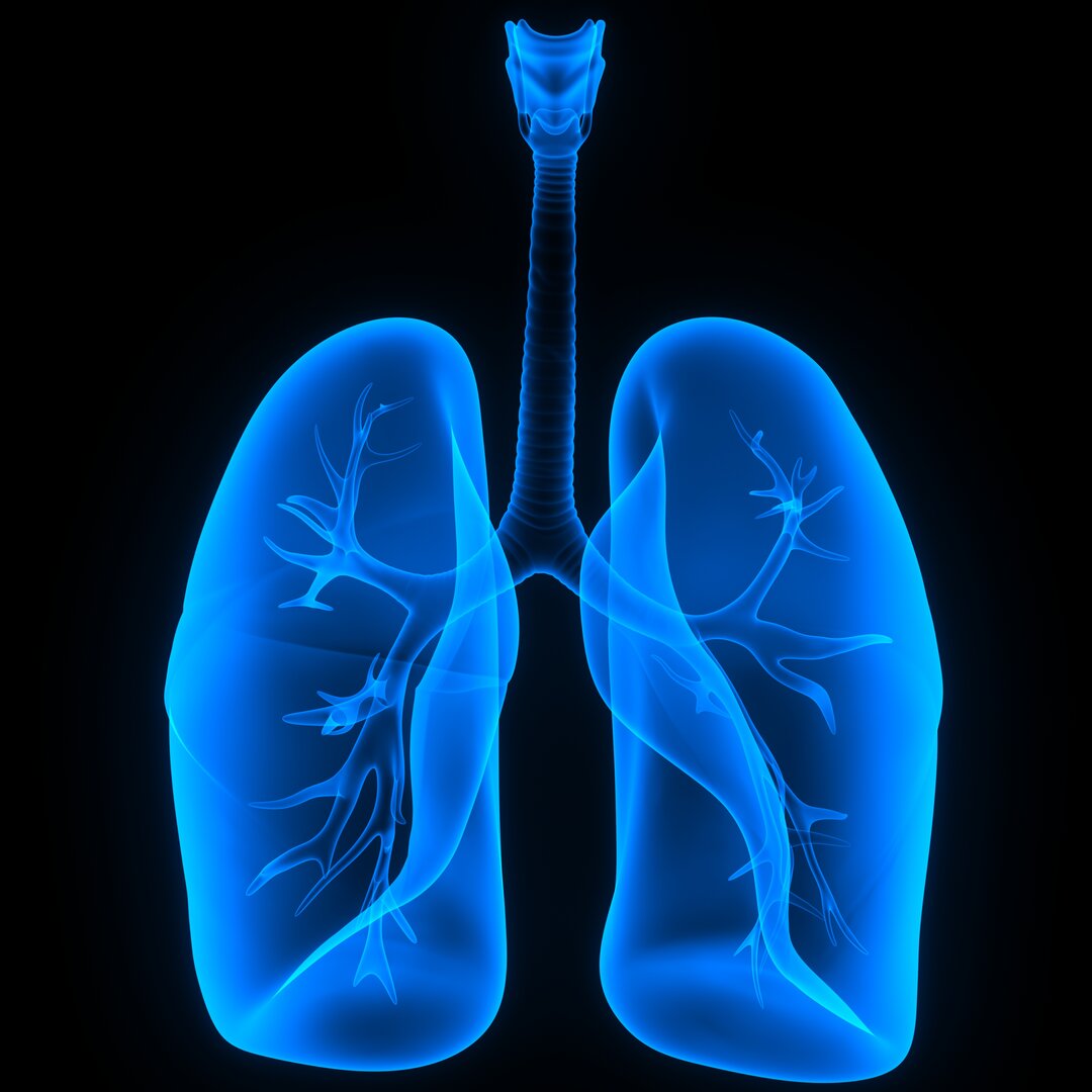Illustration af lunger