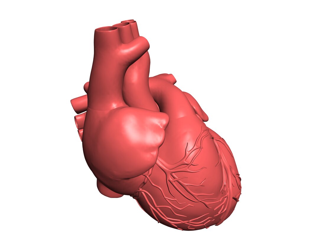 3D hjerte