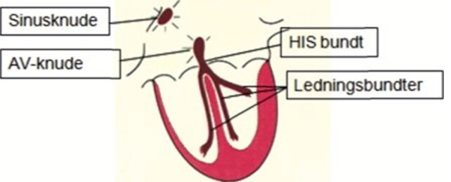 Hjertets ledningssystem