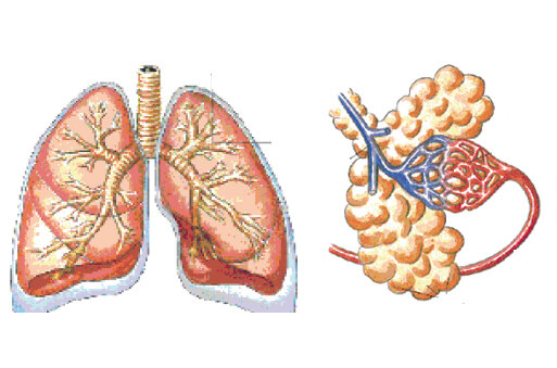 Tegning af lunger