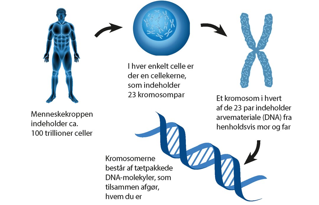 Illustration, som viser, hvordan kroppen indeholder celler, som indeholder kromosomer, som indeholder DNA.
