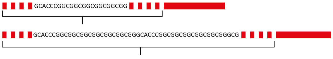 Tegning som viser versionen af FMR1 genet, som giver Fragilt X syndrom, da der er flere gentagelser af CGG