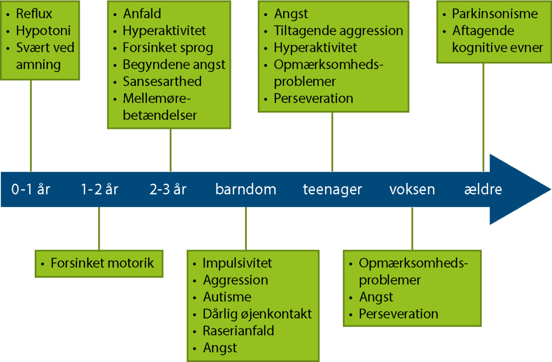 Skematisk oversigt over de symptomer Fragilt X udvikler over tid.