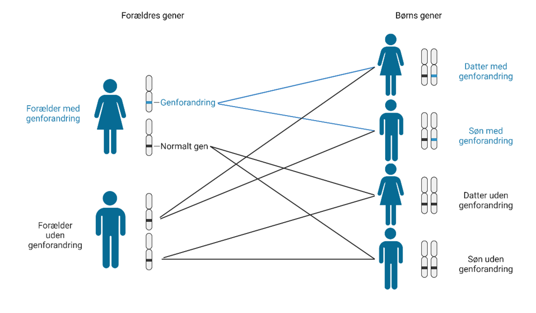 Skitsering af hvordan den sygdomsdisponerende variant i NF2 nedarves