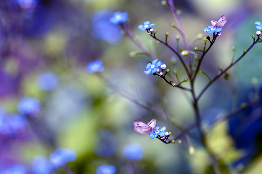 Lilla sommerfugl/blomst