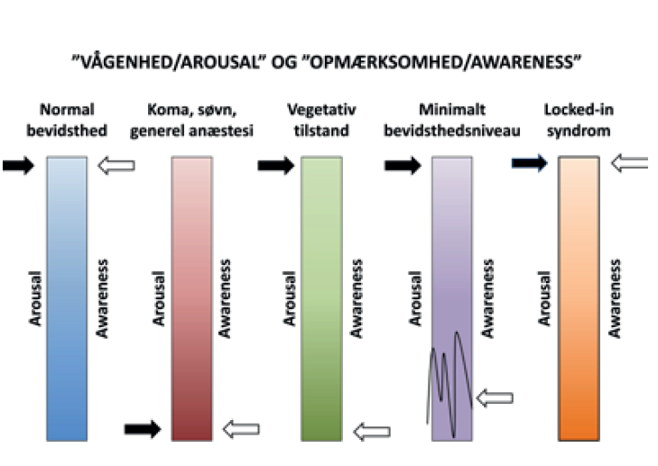 Figur 2, tilpasset fra Laureys S et al.