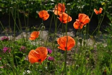 Billede af blomster