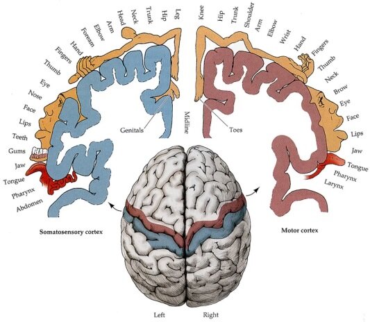 Illustration af motorikkens (rød) og følesansens (blå) primære områder og baner i hjernen