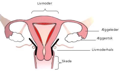 Illustration af livmoderen, æggeledere, æggestokke, livmoderhalsen og skeden.