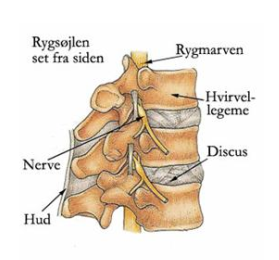 Illustration af rygsøjle