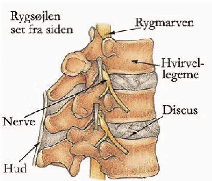 Rygsøjle set fra siden