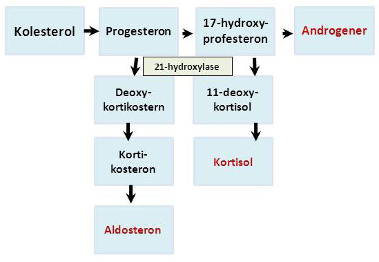 Flowdiagram over hormoner og enzymer.