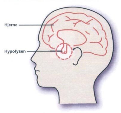 Illustration af hypofysens placering