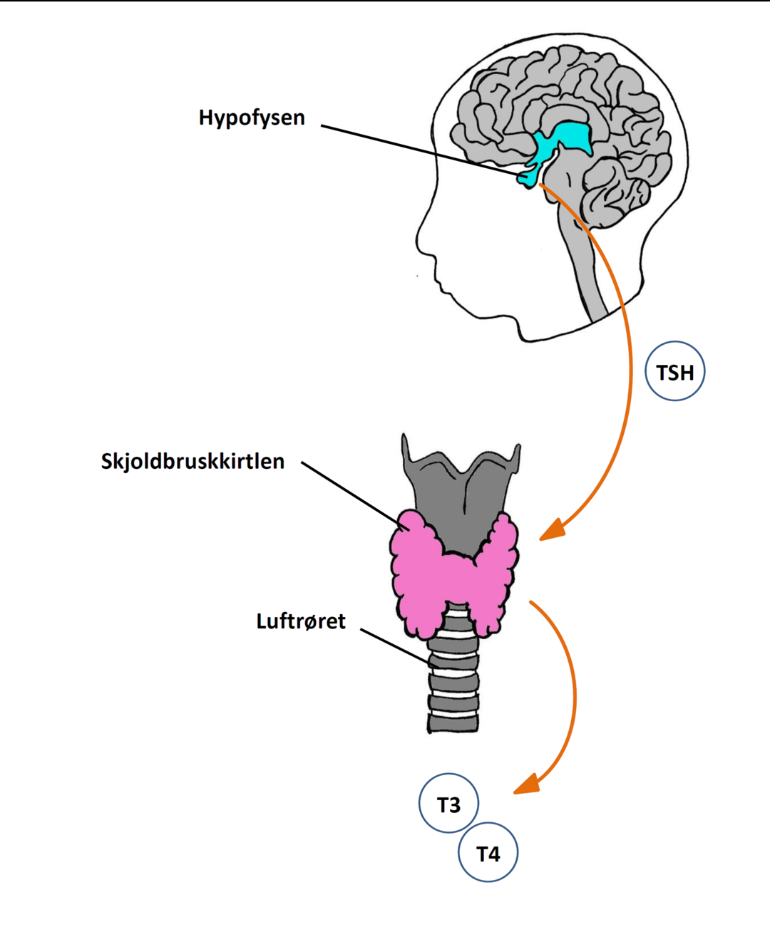 Illustration af sammenhæng mellem skjoldbruskkirtlen og hypofysen